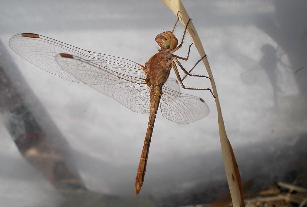 Sympetrum meridionale, maschi